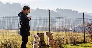 Modern Online Dog Training Training: Customized Programs for Every Dog Owner post thumbnail image