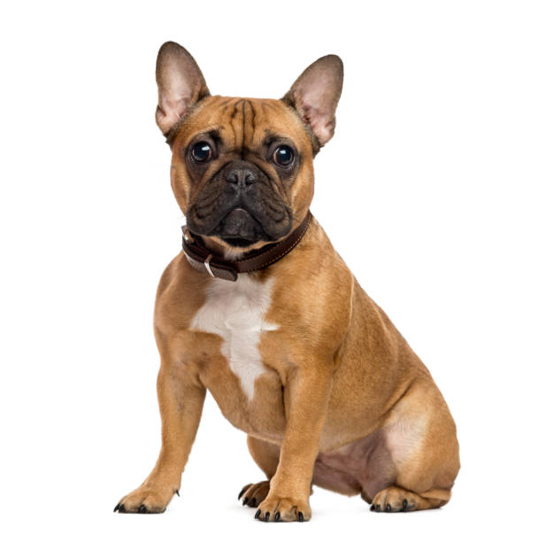 Carlotta’s Puppies: A Testament to French Bulldog Breeding Expertise post thumbnail image