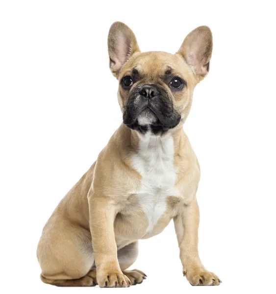 The French Bulldog Show Ring: Celebrating the Beauty and Grace of the Breed post thumbnail image