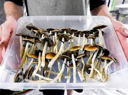 Issues to understand about magic fresh mushrooms post thumbnail image