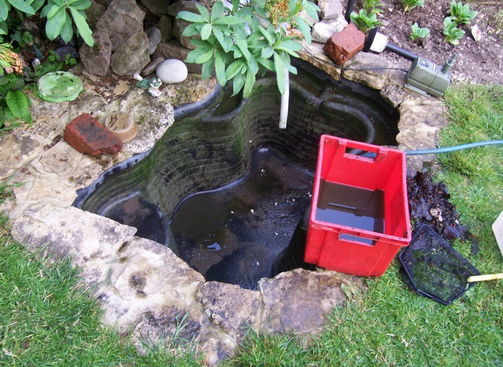 Koi Pond Cleaning and Maintenance: Protecting the Beauty of Your Carp post thumbnail image