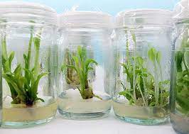 Discover the Benefits: Purchase Tissue Culture Plants for Sale post thumbnail image