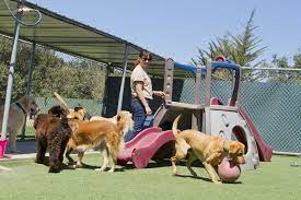 Dog Boarding and Daycare: A Tail-Wagging Adventure Awaits! post thumbnail image