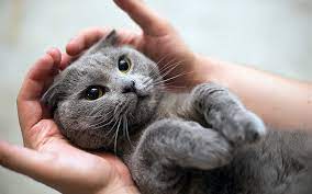 Russian Blue kittens for Sale: Find Your Feline Friend post thumbnail image