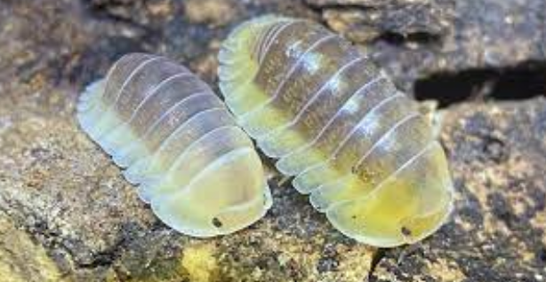 Isopod Care and Collection: Navigating the World of Isopods for Sale UK post thumbnail image