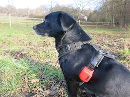 GPS Tracker für Hunde ohne Abo: Kostenbewusste Überwachung post thumbnail image