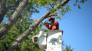 Why Richmond, VA Residents Choose Professional Tree Services post thumbnail image