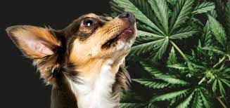 Treats with a Tail-Wagging Twist: CBD Dog Treats Unveiled post thumbnail image